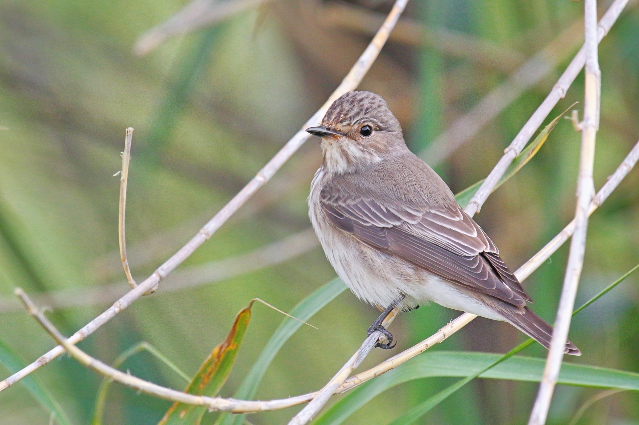 In April of this year alone, our Bird Guards counted more than - Bild 3